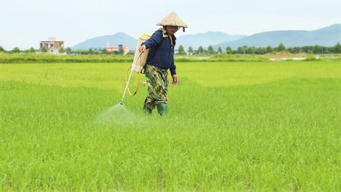 Hà Tĩnh: Sâu bệnh hại phát sinh diện rộng và bất thường