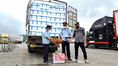 Gần 50 nghìn tấn vải tươi xuất khẩu qua Cửa khẩu Quốc tế Lào Cai