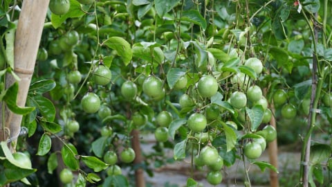 Chăm sóc chanh leo bằng điện thoại, quả sai trĩu
