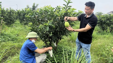 Trồng ổi hữu cơ, thu nhập gấp 10 lần lúa