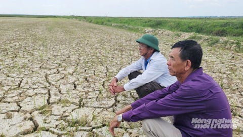 Quảng Trị: Một xã mất trắng hơn 360 hecta lúa hè thu