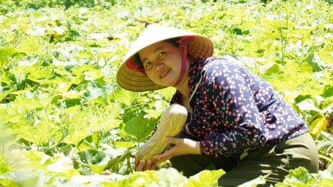 Vợ chồng Việt kiều cho cây 'uống' sữa, 'ăn' mật mía