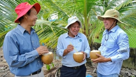 Dừa Việt Nam đứng trước cơ hội bứt phá xuất khẩu