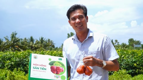 Mận hữu cơ giá 230.000 đồng/kg, tiến vào thị trường trái cây cao cấp