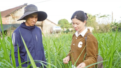 Sắp xếp hệ thống ngành dọc nông nghiệp: Quảng Trị tạm thời giữ nguyên trạng