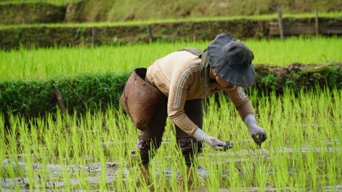 Tiết kiếm hơn 30% chi phí phân bón nhờ phương pháp vùi phân
