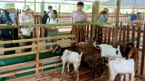 Chăn nuôi thích ứng biến đổi khí hậu gắn với du lịch sinh thái