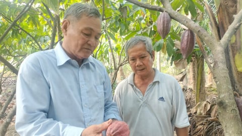 Trồng xen ca cao trong vườn dừa, lợi đôi đường