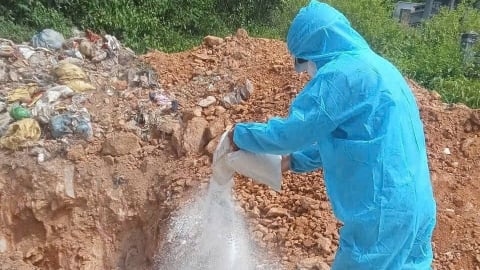 Quảng Ngãi siết chặt kiểm soát, dập dịch tả lợn châu Phi