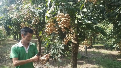 Nhãn chín sớm giá 25.000 đồng/kg, gấp đôi chính vụ