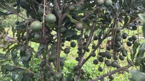 Xã vùng biên thay da đổi thịt nhờ cây mắc ca