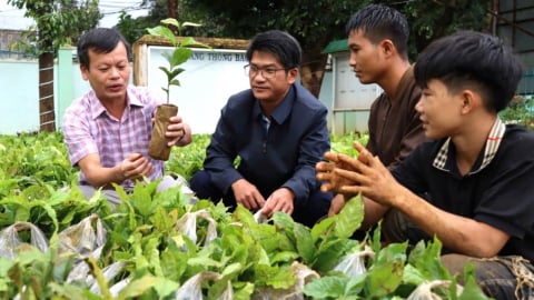 Hỗ trợ hàng trăm ngàn cây giống cho đồng bào Xơ Đăng