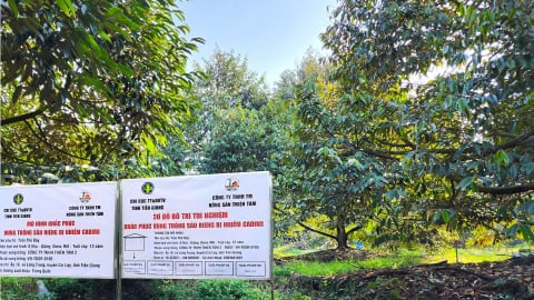Thử nghiệm khắc phục vùng trồng sầu riêng bị nhiễm cadimi