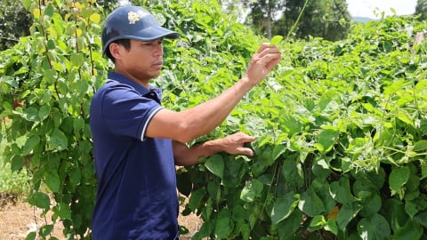 Một xã trồng 40 hecta hoa thiên lý, tạo việc làm cho hơn 200 lao động