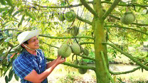Nông nghiệp Cần Thơ chuyển mình sang hướng sinh thái