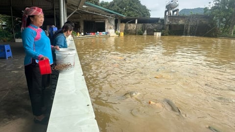 Người phụ nữ dân tộc Giáy thu tiền tỷ mỗi năm nhờ sản xuất cá giống