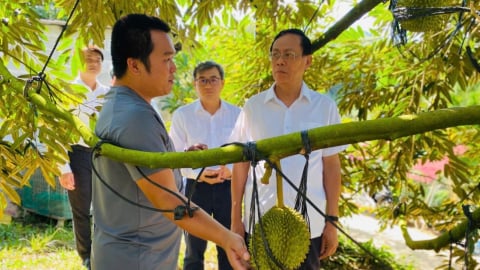Khánh Hòa tìm hướng mở rộng diện tích, phát triển bền vững sầu riêng