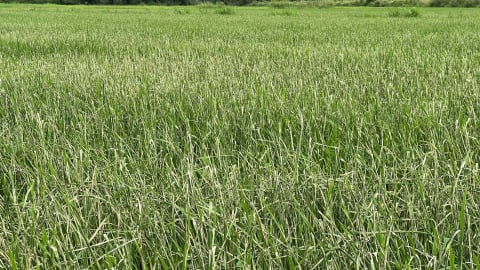 Nông dân lơ là phòng trừ, sâu cuốn lá phá trắng lúa hè thu