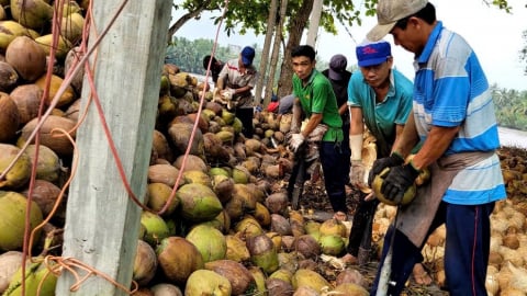 Giá dừa khô tăng lên 180.000 - 190.000 đồng/chục, nông dân phấn khởi