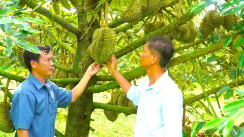 Giấc mơ 'trái ngọt không hóa chất' từ sầu riêng công nghệ cao