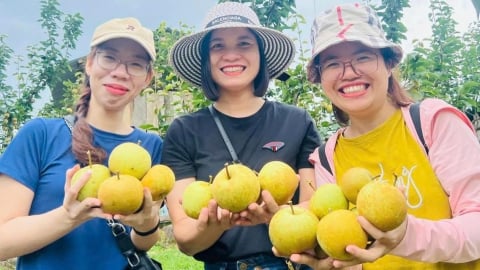 Du lịch nông nghiệp tạo cơn sốt mới