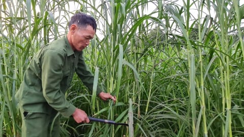 Trồng cỏ bán cho công ty bò sữa, thu nhập khá