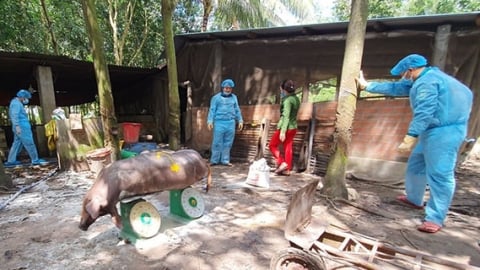 Tây Ninh: Tiêu hủy hơn 1 nghìn con heo nhiễm bệnh