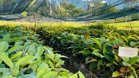 Bảo tồn, nhân giống cây dầu đọt tím quý hiếm