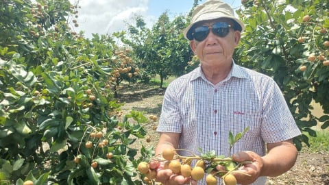 Thanh nhãn Thới Hưng vào vụ, giá 70.000 - 90.000 đồng/kg
