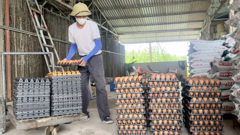 Giá trứng gà hồi phục, người chăn nuôi có động lực sản xuất