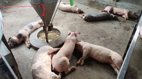 Lào Cai thành lập 5 đoàn kiểm tra phòng chống dịch tả lợn Châu Phi