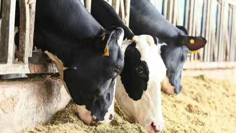 Khuyến nông hưởng lợi lớn từ công nghệ AI