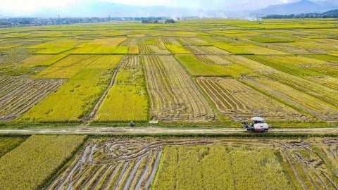 Nông trường Điện Biên: Khúc tráng ca từ đồng ruộng