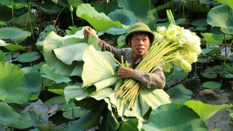 Khuyến nông Nghệ An chuyển từ hỗ trợ kỹ thuật sang kiến tạo giá trị