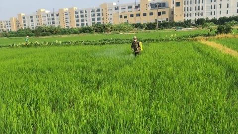 Cỏ dại gây hại lúa mùa và biện pháp khắc phục