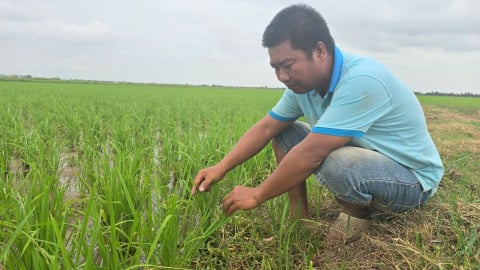 Lúa vụ mùa 'ốm yếu' do thời tiết bất thuận, sâu bệnh gia tăng