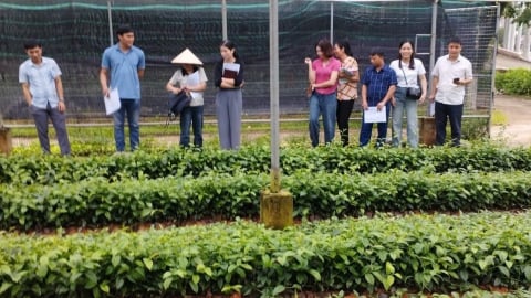 Tập huấn phương pháp kiểm định lô giống cây trồng lâu năm
