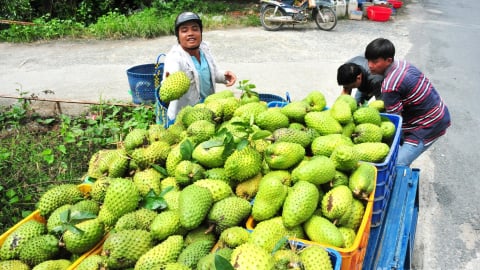 'Vùng đất vàng’ của nông nghiệp hàng hóa