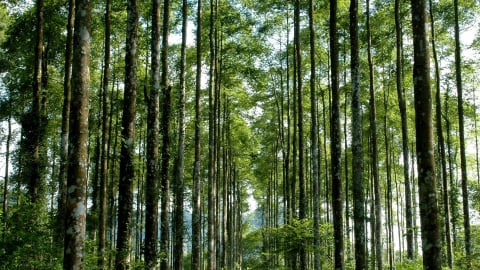 Khoa học công nghệ dẫn lối cho lâm nghiệp vươn xa