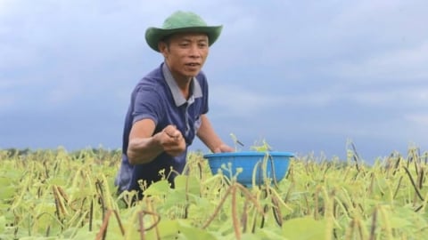 Đậu xanh 12ĐX02 – ‘hoa khôi’ trên vùng đất bạc màu