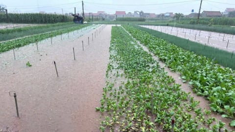 Nghệ An: Hàng trăm ha rau bị ngập do mưa lớn