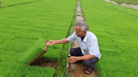 Tích tụ, tập trung đất đai ở xứ Thanh: [Bài 1] Cánh đồng không dấu chân