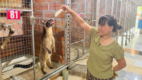 Nuôi chồn mốc, 'bốc' tiền tỷ