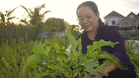 Cây Ms Nữ Hoàng – ‘viên ngọc mới’ của dược liệu Việt Nam