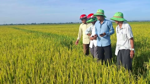 Vượt bất lợi đầu vụ, lúa TBR97 bội thu