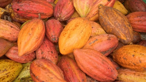 Ca cao miền Tây chuyển sang hướng hữu cơ