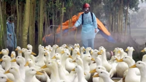 Quảng Ngãi: Đàn vịt  800 con nhiễm cúm A/H5N1