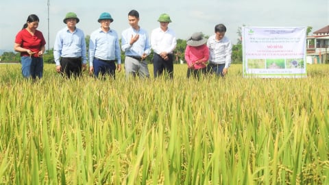 Hà Tĩnh lần đầu áp dụng tưới ngập - khô xen kẽ trong canh tác lúa
