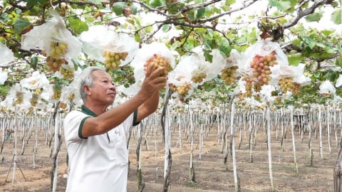 Giúp nông dân 'hái tiền' từ cây nho
