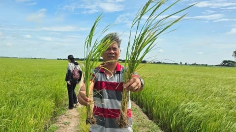 Biến rơm rạ thành phân hữu cơ, giảm 25 - 30% phân hóa học